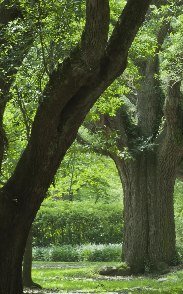 First part of a triptych of an avenue of ancient live oaks, symbolizing South Carolina, the home of Palmetto Financial Advisors