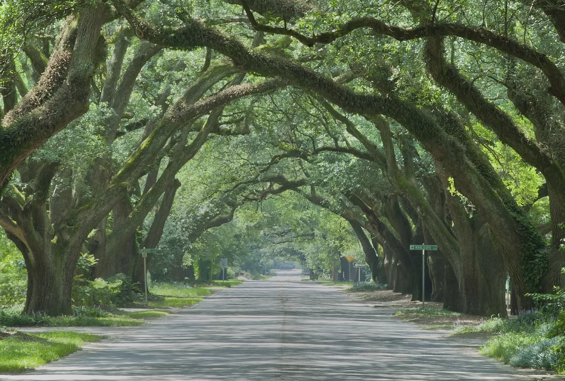 First second and main part of a triptych of an avenue of ancient live oaks, symbolizing South Carolina, the home of Palmetto Financial Advisors