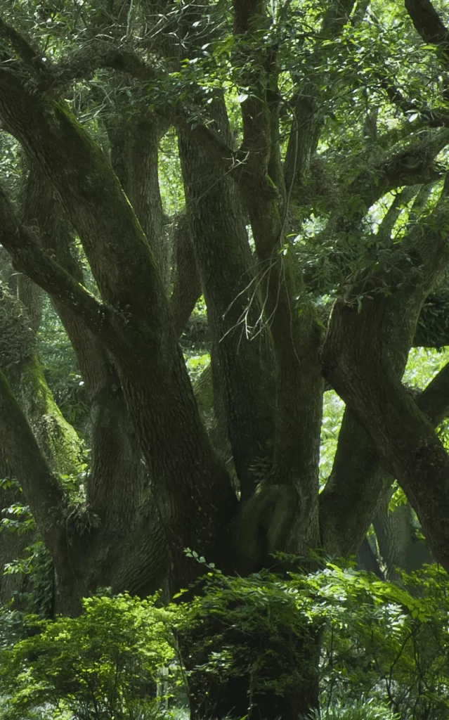 The third part of a triptych of an avenue of ancient live oaks, symbolizing South Carolina, the home of Palmetto Financial Advisors